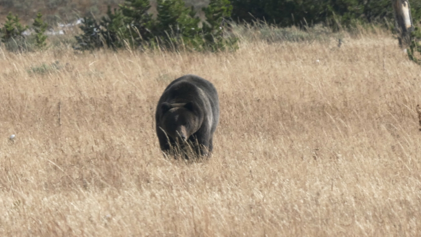 medium shot of a large grizzly approaching across a meadow at yellowstone national park in wyoming, usa