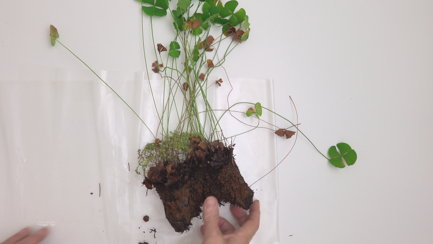 Time lapse. Top view. POV at home. Productive quarantine. Making of Terrarium. Hands of elderly woman with vitiligo and scars planting seedlings of four-leaf clover, called lucky clover or Marsilea.