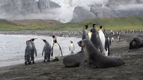 King Penguin and Fur Seal on the beach in South Georgia