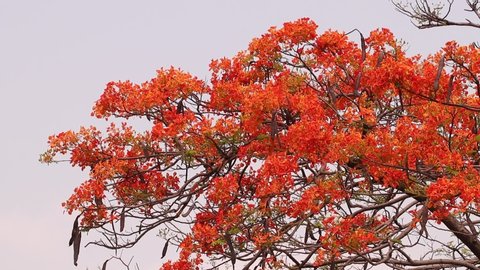 Selective focus colorful Delonix Regia flower in the sky background.Also called Royal Poinciana, Flamboyant, Flame Tree.Beautiful orange flower in a garden.