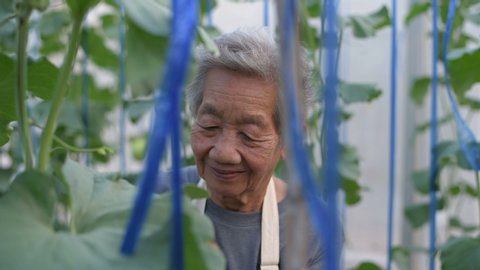 Agricultural concepts. An old woman is checking the growth of melon in the garden. 4k Resolution.