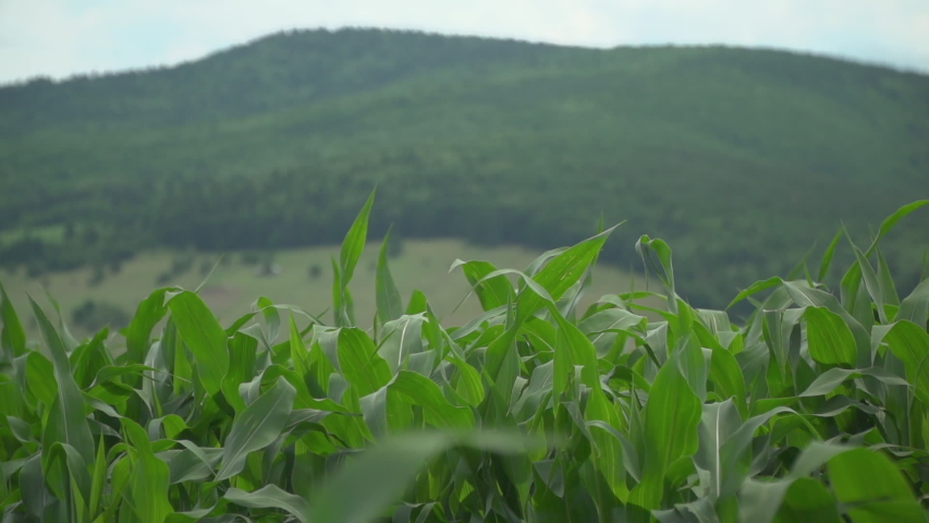 Field of corn plants near forrest hills