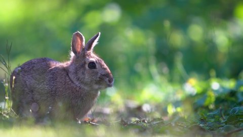 
Wild rabbit eats in a natural park. Video with space to insert writings.の動画素材