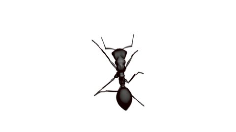 Ant Insect Walkcycle Alpha Chanel Included 3D Rendering Animation
