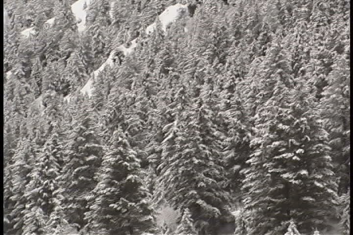 Snowy trees