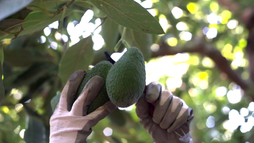 Harvesting hass avocados. Hands cutting the avocado stick from the tree with pruning shears