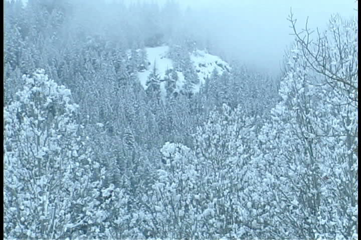 Snowy trees