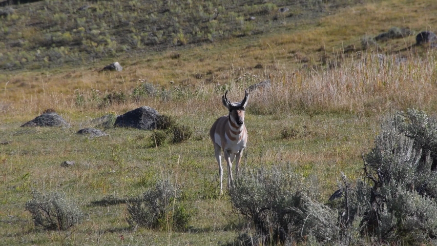 A Pronghorn buck ambling through a field in Lamar Valley, Yellowstone National Park, Wyoming. Camera following the animal.