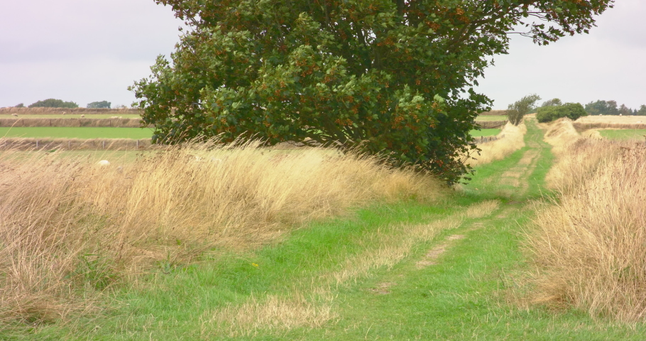 4K Grass Road at Texel