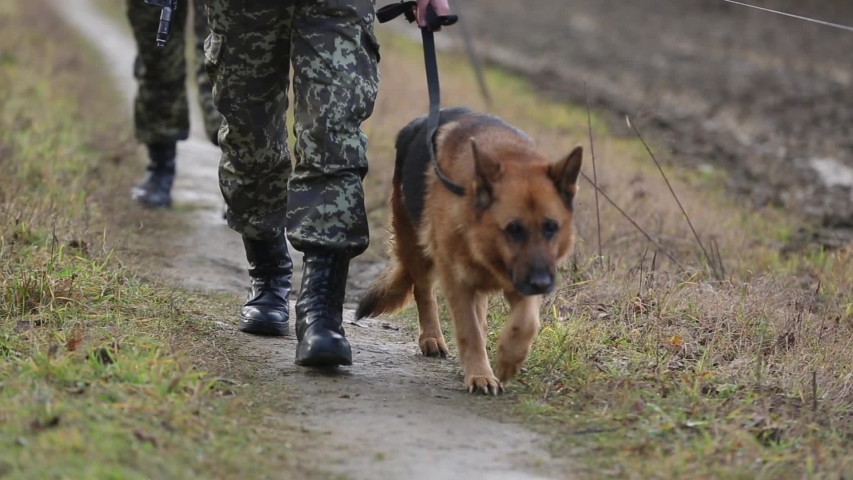 Dog and a soldier are patrolling the border, closeup. Soldier walks with German Shepherd. Dog with border guards at the state border patrols the territory. Dog in the army is walking near a soldier.
