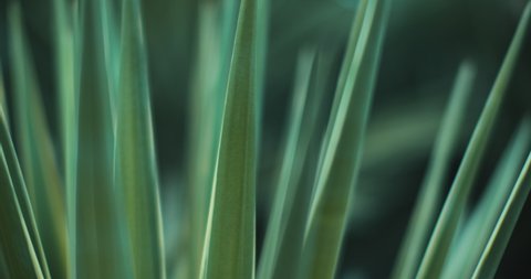 Close up of blue agave plant outside, shallow depth of field, cinematic b-roll slow motion. BMPCC 4K