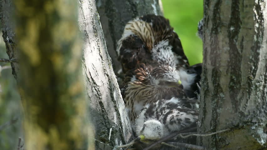 A clutch of cooper’s hawk chicks inside of the nest high in a tree.