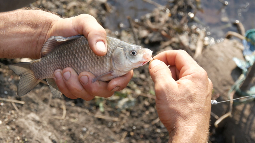 Male strong hands of a fisherman holds in his hands a freshly caught living breathing fish in nature against the background of a pond and pulls out of the mouth a fishing hook.