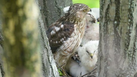 An adult coopers hawk takes several smacks to the head from a chick while sitting on the nest in a tree