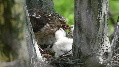 An adult cooper’s hawk sitting inside of its nest in a large tree watching over its chicks. 