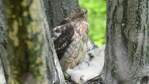 An adult cooper’s hawk sitting inside of its nest in a large tree watching over its chicks. 