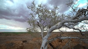 Crane shot over desert thorn tree to reveal stormy sky - Powered by Shutterstock - Get 15% off with code: PIKWIZARD15