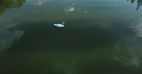 Aerial drone footage of a swan in a lake, tilt up camera movement, trees and cloudy sky reflection in the water, mute swan, trees and mountain in the background