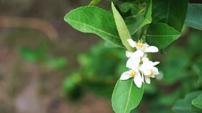 Video 4K of white lemon blossoms that move in the wind on a branch with green leaves.