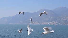 Lake Garda, seagulls soar above the surface. Alps mountains on the horizon. Travel and tourism in northern Europe. 4 k video