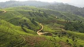 Drone video of tea plantations in Nuwara Eliya, Sri Lanka 