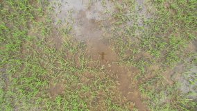 local rice fields in Riverstone, Sri Lanka (4k drone footage)