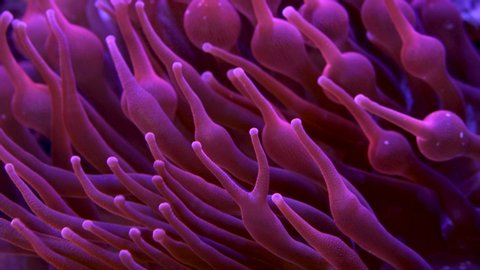 Sea bubble tip anemone close up