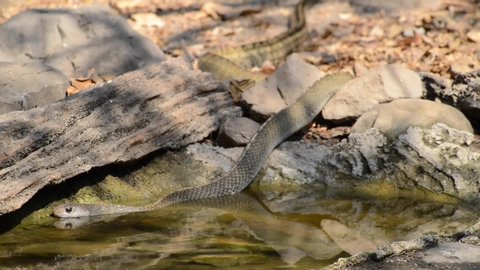 King cobra snakes in Thailand during the summer have come to the water source for cooling and drinking water. In nature to continue living