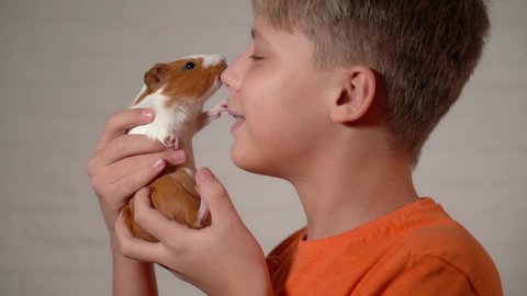 Closeup view video portrait of young white kid holding small guinea pig in hands. Boy kissing his favorite home pet happily.