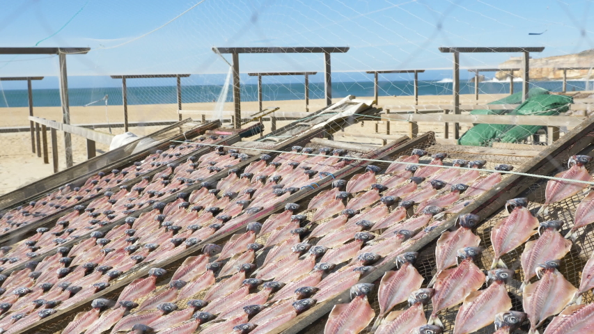 fish lies on wooden trays drying under bright sunlight on golden sand beach against waving fishing nets and blue ocean closeup