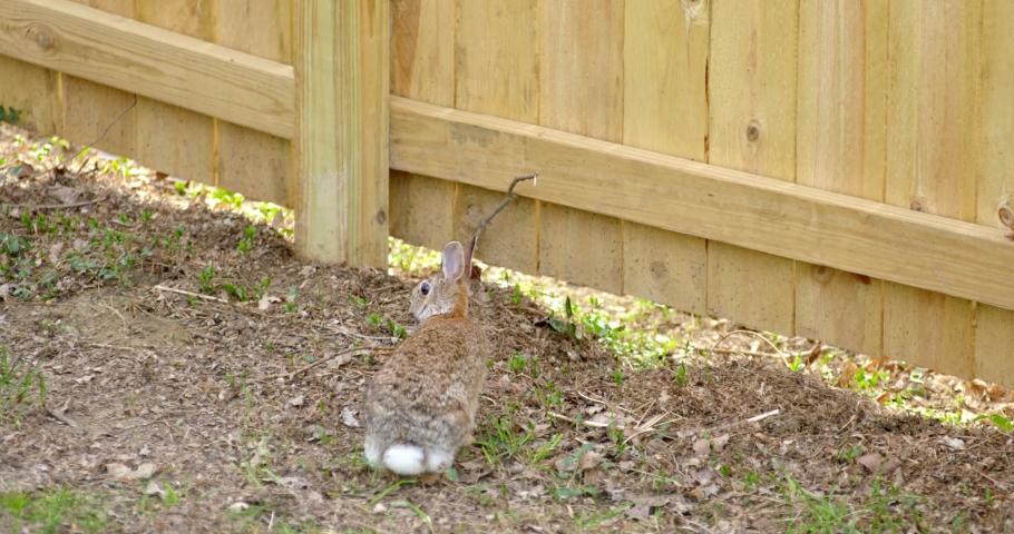 Bunny Rabbit at Backyard Fence