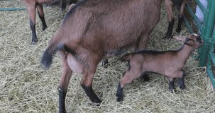 Petting Zoo Small Newborn Brown Kid Goat