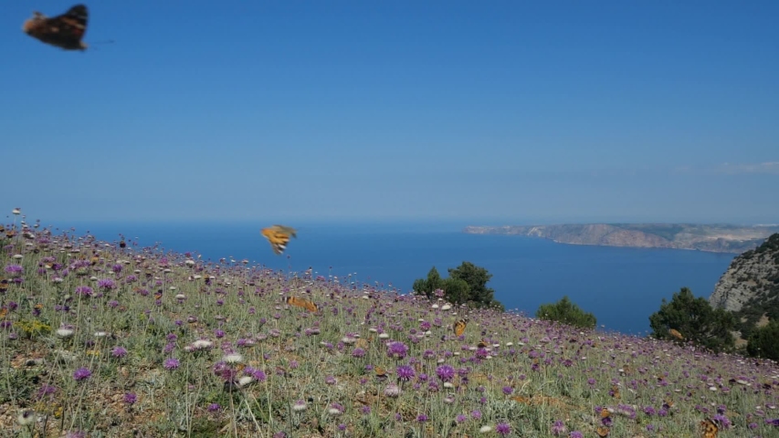 Many orange butterflies fly over lilac flowers and grass against the backdrop of Crimean rocks and the landscape of the sky with the Black Sea. Butterflies fly over the grass in warm spring season.