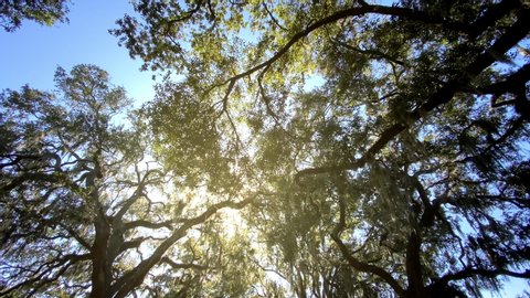 Looking up at the amazing branches of the Live Oak trees in while walking though one of the many parks in Savannah Georgia