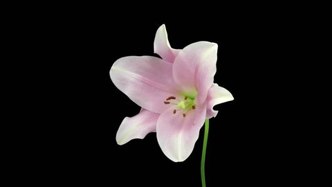 Time-lapse of opening and dying pink Longiflorum lily 