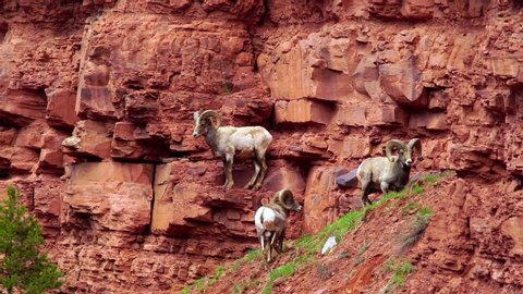 Three bighorn sheep rams stand on a red cliff in the Frying Pan Valley of Colorado.