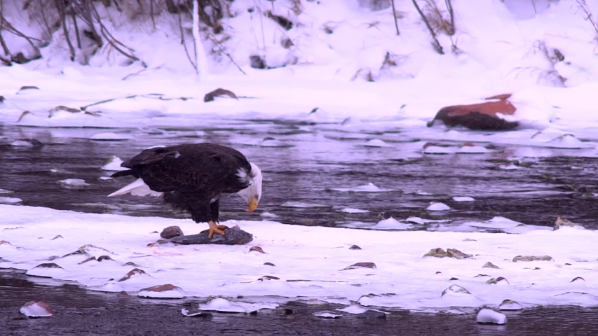 A bald eagle feeds on a large rainbow trout on an island in the Frying Pan River in Colorado.  Blowing snow. Slow motion.  Medium shot. 