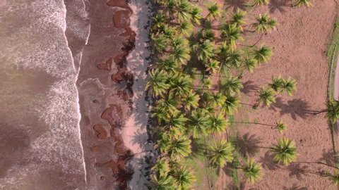 Aerial drone shot of Trinidad and Tobago's coconut trees, beach and waves at Manzanilla