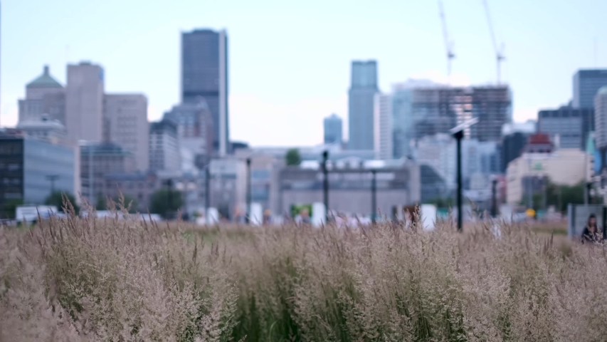 Skyline view of Montreal, Quebec, Canada from ground level in summer during daytime