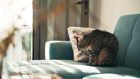 Cozy 4k footage. A tabby domestic cat sits on a blue sofa and brushes its coat. 