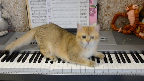 Kharkiv / Ukraine - April 4, 2020: Domestic red thoroughbred cat lies on an electronic piano, the concept of home schooling under quarantine