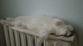 white fluffy cat sleeps on the battery in a bright room, the girl strokes the soft belly of a pet, a cozy cute video