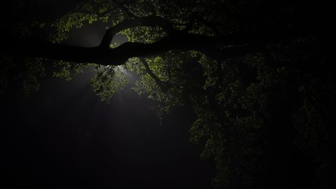 The silhouette of a live oak tree in front of a street light during a foggy night.