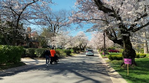 Chevy Chase, Maryland / USA - March 29, 2020: Kenwood is a residential neighborhood in the Washington, D.C. outskirts. It is known for its many blossoming yoshino cherry blossom trees in the spring.