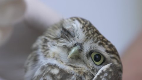 Close-up of a vet wearing white gloves healing an owl's eye