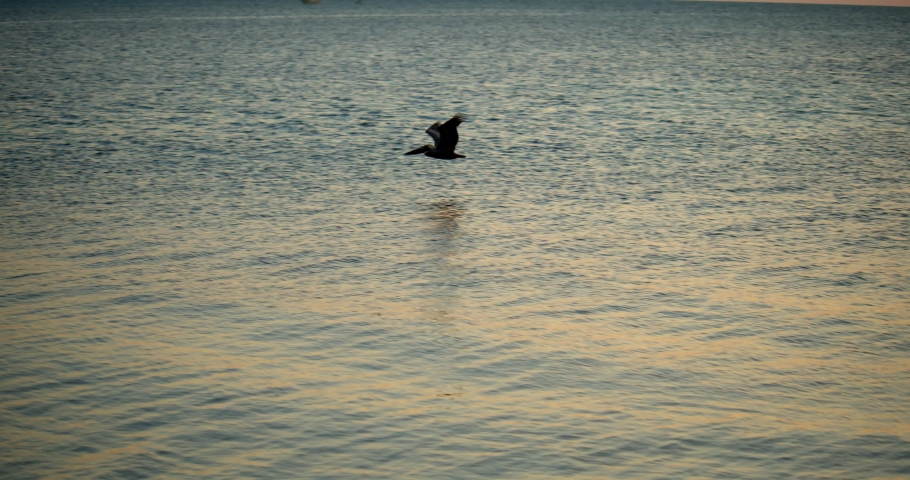 Stork, Bird Flying Over Ocean at Sunset, Slow Motion