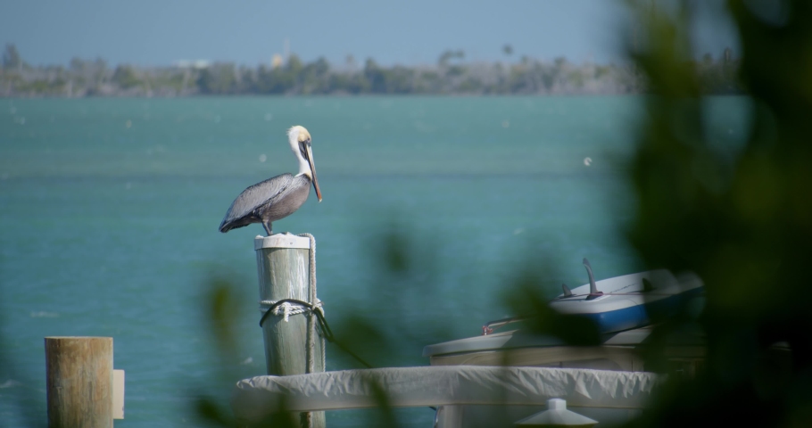 Stork Perched on a Dock with Boats, Slow Motion