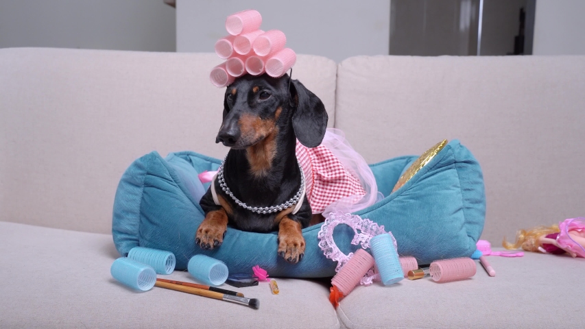 Cute dachshund dog in pink dress, with necklace on neck and with curlers on head lies in blue pet bed and barks. Cosmetic supplies, makeup brushes, pencils and wig are scattered around. Beauty day Royalty-Free Stock Footage #1049896618