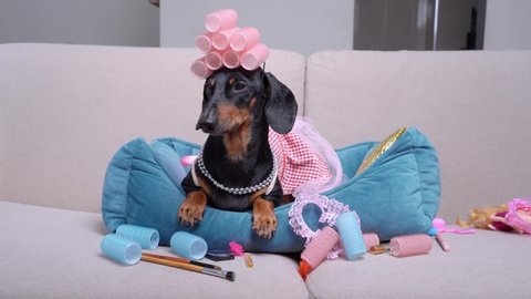 Cute dachshund dog in pink dress, with necklace on neck and with curlers on head lies in blue pet bed and barks. Cosmetic supplies, makeup brushes, pencils and wig are scattered around. Beauty day