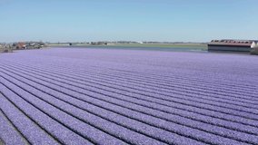 4K Drone video of purple anemone flowers on a field, anamone flower bulbs planted in rows

The genus Anemone consists of 120 species of perennial flowering plants, which grow from tubers.
